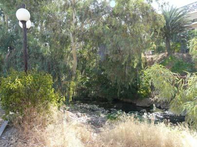 ΦΥΤΑ ΤΗΣ ΠΕΡΙΟΧΗΣ Populus alba (Λεύκα αργυρόφυλλη) Robinia pseudacacia (Ακακία ή Ψευδακακία) Ailanthus altissima (Βρωμόδενδρο) Pinus halepensis (Πεύκο) Ficus carica (Συκιά) Amygdalus communis