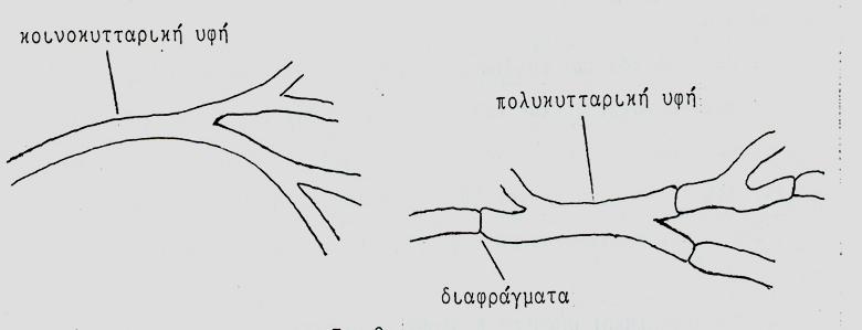 Οι υφές έχουν πλάτος 2-10µm και µήκος που ποικίλει.