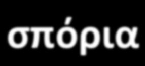 σποράγγεια) (κυρίως οι ζυγομύκητες) Κονίδια σπόρια Μικροκονίδια (μονοκύτταρα)