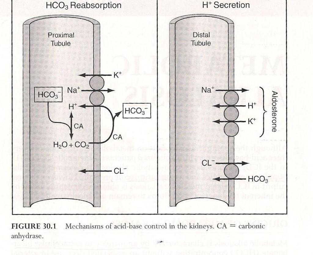 85% της απορρόφησης διττανθρακικών Η ενεργοποίησ η του άξονα ρενίνηςαλδοστερόνη ς προκαλεί