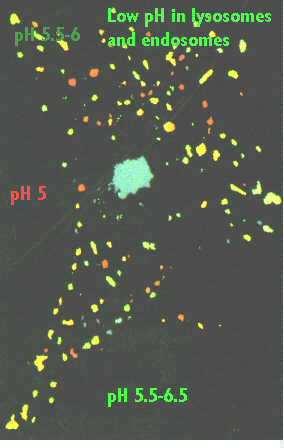 Kodols - zils, ar Hoechst 33342 (Molecular Probes # H-1399). http://dept.kent.edu/projects/cell/images3.htm Filmā redzama endosomu pievienošanās lizosomām.