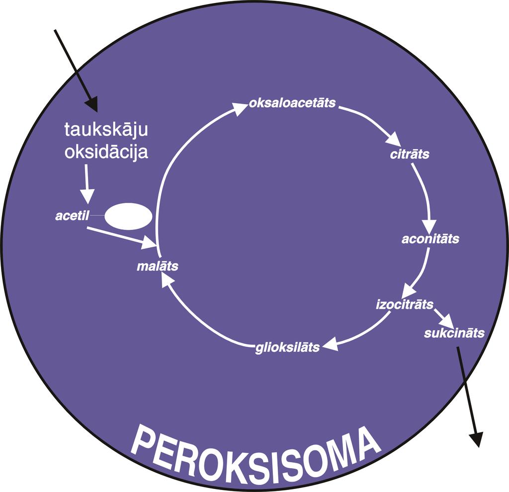 Lapu peroksisomas ir specializētas peroksisomas, kuras atrodas fotosintezējošos audos un piedalās fotorespirācijas reakcijās, to diametrs ir 2-5 µm.