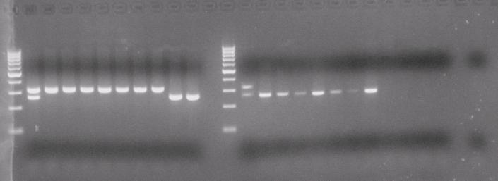 ΚΕΦΑΛΑΙΟ 3 ΑΠΟΤΕΛΕΣΜΑΤΑ Με τη νέα διπλή PCR ταυτοποιήθηκαν 10 στελέχη S.agalactiae και 10 στελέχη S.