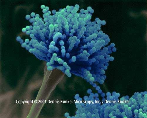 Aspergillus nidulans µη παθογόνος ευκαρυωτικός µικροοργανισµός πρότυπο σύστηµα