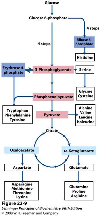 Pregled metabolizma aminokiselina.