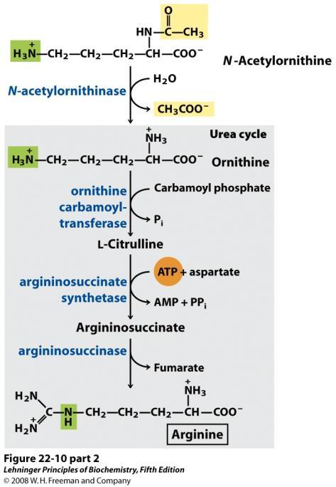 Biosinteza arginina - 2 Sinteza