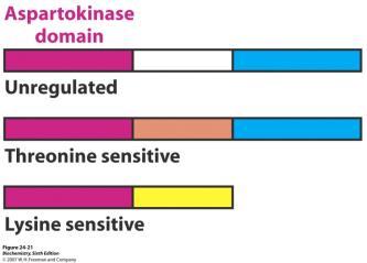 Izoenzimi u regulaciji metaboličkih puteva. Odlučujući korak mogu katalizirati dva ili više enzima s različitim regulacijskim svojstvima.