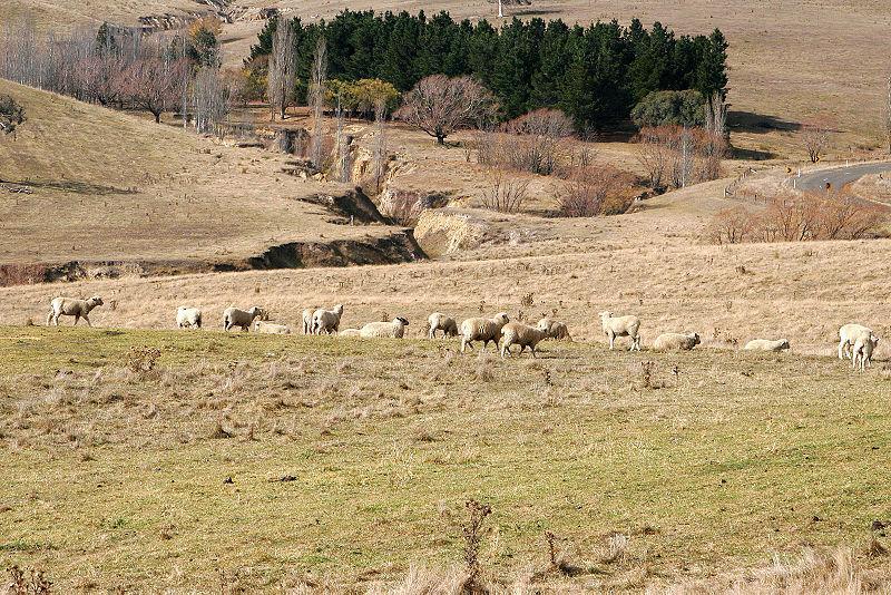 Αλόγιστη βόσκηση Η απογύμνωση και αποβράχωση πολλών λιβαδικών εκτάσεων της χώρας