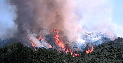 Η φωτιά παίζει ανάλογο ρόλο με τη βόσκηση των ζώων στο λιβαδικό οικοσύστημα, αλλά η διαδικασία είναι διαφορετική.