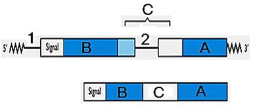 أي تغير في البنية الفراغية يؤدي إلى فقدان الوظيفة يبدأ الحديث عن بنية البروتين عند تكون السلسلة الببتيدية أي بعد تكوين الروابط الببتيدية نقدم الوثيقة.