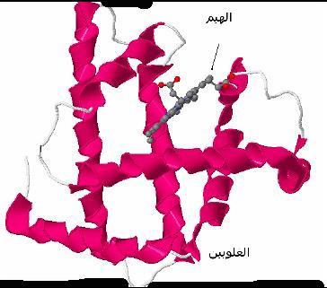 التمرين اخلامس عشر الميوغلوبين أو الخضاب العضلي بروتين لوني يضمن نقل األكسجين إلى الخاليا العضلية الهيكلية.