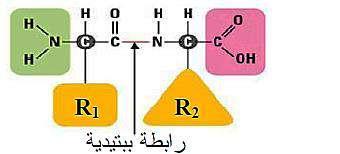 التمرين السابع I- 1- التعرف على البيانات المرقمة في الوثيقة )1(: 1 بنية ثانوية α 2 منطقة االنعطاف 3 البنية الثانوية β - نوع البنية الفراغية لكل من البروتين )أ( و )ب(ك 2 بروتين HEW1 )الشكل ب( : بنية