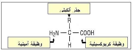 التمرين الثامن 1- وصف البنية الممثلة بالشكل )أ(: سم البوتولينيوم عبارة عن سم بروتيني عصبي تنتجه بكثرة, Cl.