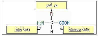 التمرين الرابع عشر 1 أ الوحدات البنائية لهذه البروتينات : هي االحماض االمينية ب - الصيغة العامة لهذه الوحدات مع كتابة البيانات ج تحديد بنية البروتين الممثل في الوثيقة : 1 هي بنية ثالثية تكون السلسلة