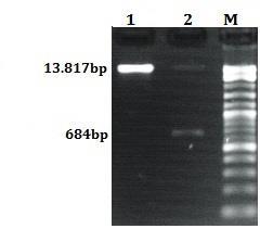 Από την διπλή πέψη του pet- 28a-PvGSTU2-2 με τα ένζυμα περιορισμού EcoRI και HindIII προέκυψαν δύο τμήματα DNA 684bp που αντιστοιχεί στο γονίδιο PvGSTU2-2 και του πλασμίδιο pet-28a 5.