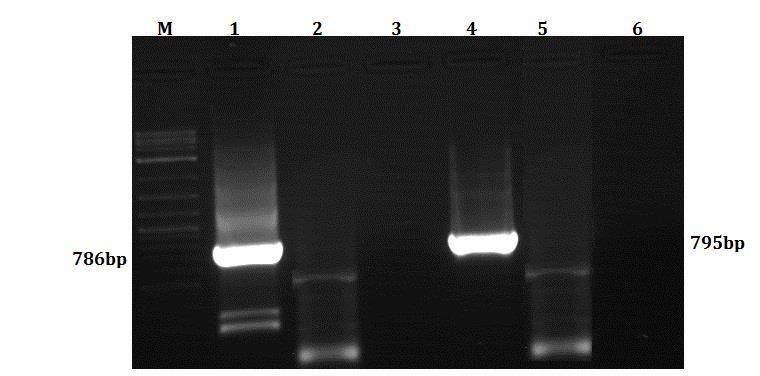 Δείκτης μοριακών βαρών 1Κb 1: Ο πλασμιδιακός φορέας pαrt27 2: Γονίδιο PvGSTU3-3.