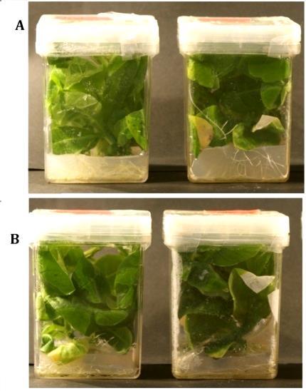 Εικόνα 4.9 Πιθανά γενετικά τροποποιημένα φυτά καπνού με το γoνίδιο (Α) PvGSTU2-2 και (B) PvGSTU3-3 μετά την πάροδο 2-4 μηνών σε υπόστρωμα ΜS επιλογής 4.