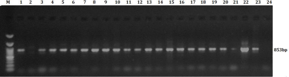 Μέσω της ανάλυσης των καμπυλών τήξης τεκμηριώθηκε η ταυτότητα του προϊόντος που πολλαπλασιάστηκε στη PCR.
