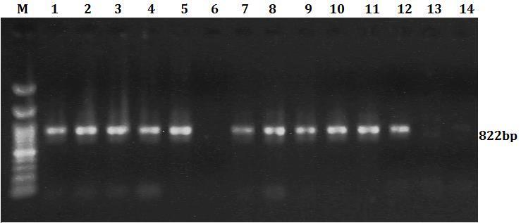 Στα Τ0 φυτά με το γονίδιο PvGSTU3-3 οι Τm ήταν περίπου 83 και 86 ο C όπως και στον θετικό μάρτυρα part27-pvgstu3-3 (Εικόνα 4.15 και Πίνακας 4.2). Εικόνα 4.