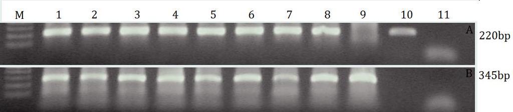 Εικόνα 4.17 Ηλεκτροφόρηση σε πήκτωμα αγαρόζης 1% των προϊόντων q-rtpcr για τον έλεγχο των T0 διαγονιδιακών σειρών NtGSTU2-2 ως προς το γονίδιο (A) PvGSTU2-2 και (Β) β-ακτίνης.