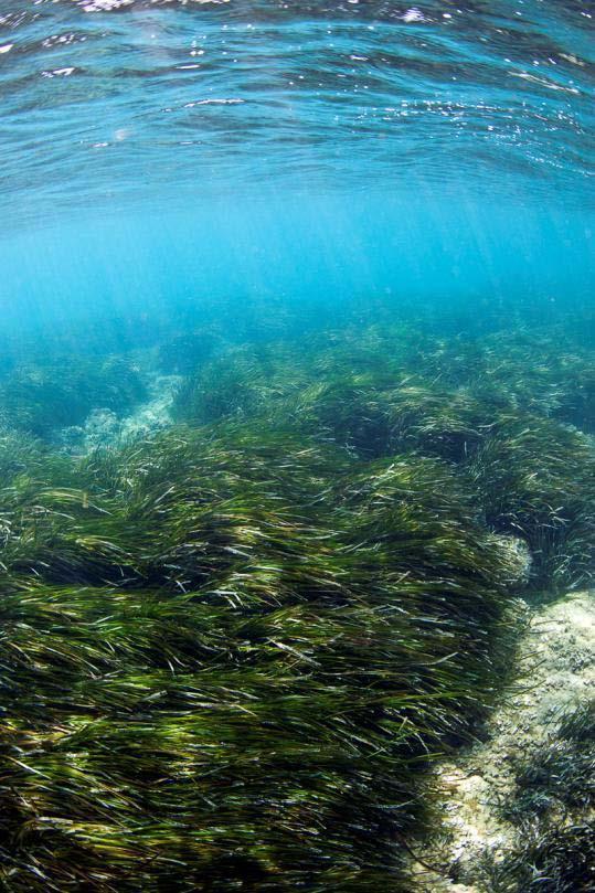 φανερόγαμου Posidonia oceanica (L.