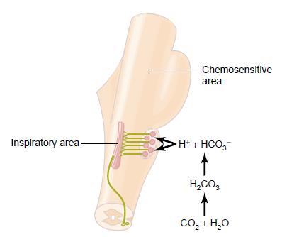 Στοιχεία φυσιολογίας της αναπνοής Κεντρικοί Χημειοϋποδοχείς