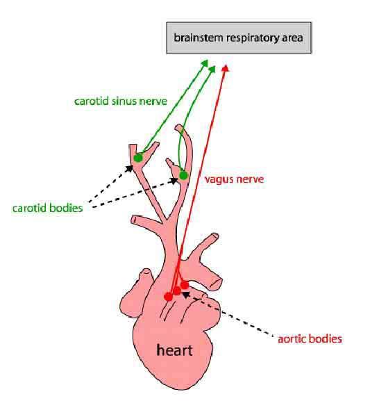 Στοιχεία φυσιολογίας της αναπνοής Αναπνευστικό κέντρο Nεύρο του καρωτιδικού κόλπου
