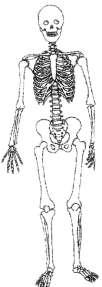 3. Ερειστικό σύστημα (Σκελετός) Στη σελίδα 104 του σχολικού βιβλίου παρατηρούμε τους τύπους των ανθρώπινων οστών. Στο σκελετό της εικόνας υπάρχουν βελάκια που δείχνουν συγκεκριμένα οστά.