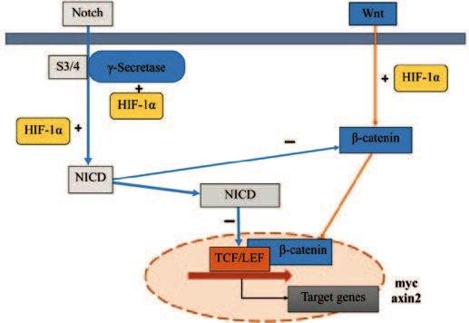 HIF 1a - Wnt και