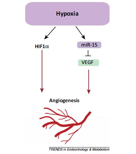 HypoxamiRs: