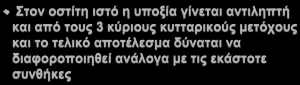 Συµπεράσµατα Στον οστίτη ιστό η υποξία