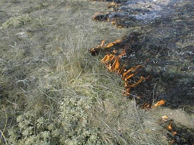 Το φαινολογικό στάδιο έχει σημαντική επίδραση στην αντίδραση στη φωτιά.