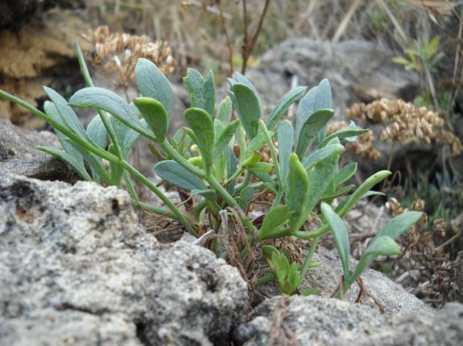 Η αντράκλα ή γλυστρίδα (Portulaca oleracea, οικ.