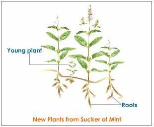 2.2. Αγενής (βλαστικός) πολλαπλασιασμός Αφορά στην ικανότητα των φυτών να πολλαπλασιάζονται χρησιμοποιώντας συγκεκριμένα τμήματα τους, χωρίς τη μεσολάβηση γονιμοποίησης.