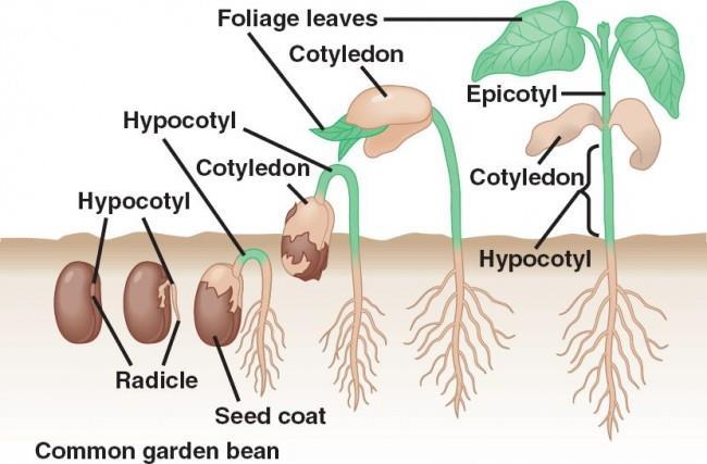 Στα μονοκοτυλήδονα φυτά επιμηκύνεται πρώτα το κολεόριζο η θήκη μέσα στην οποία αρχικά μεγαλώνει το ριζίδιο.