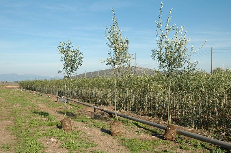 από τις ρίζες. Η γή πρέπει να είναι απαλλαγμένη από μεγάλες πέτρες ή σκληρές λεκάνες που θα μπορούσαν να επηρεάσουν τη ρίζα ανάπτυξης.