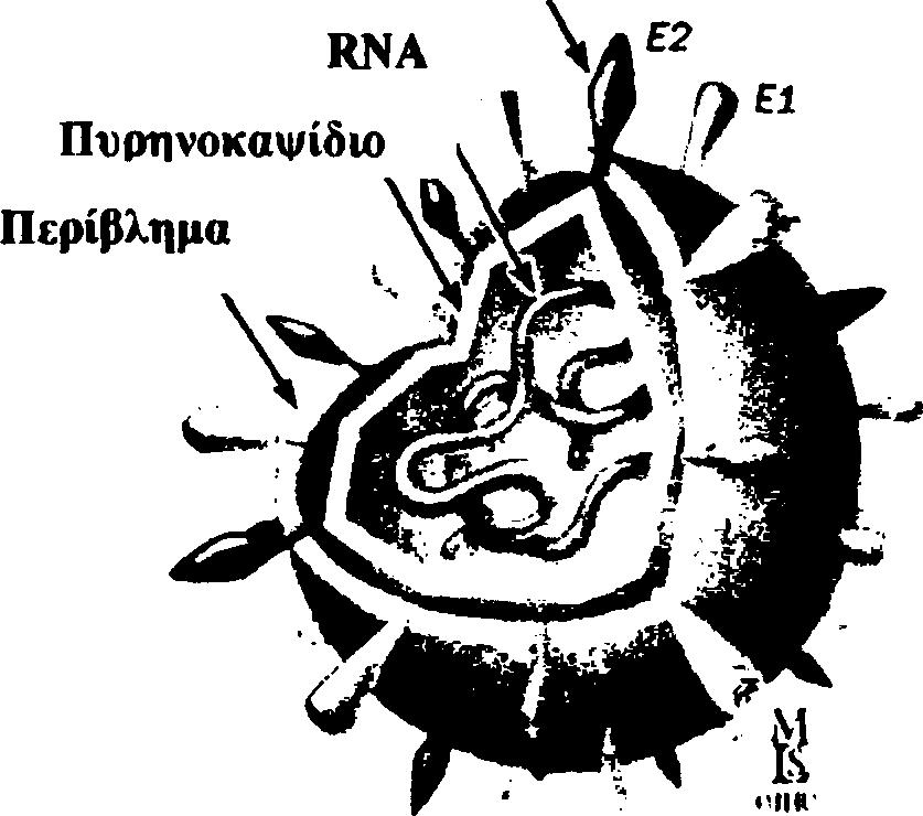 Στα μολυσμένα από τον ιό κύτταρα η ενδογενής παραγωγή ή η εξωγενής χορήγηση ιντερφερόνης έχει ως αποτέλεσμα την επαγωγή του σχηματισμού αντι-ϊικών πρωτεϊνών και την αναστολή της σύνθεσης του ιικού