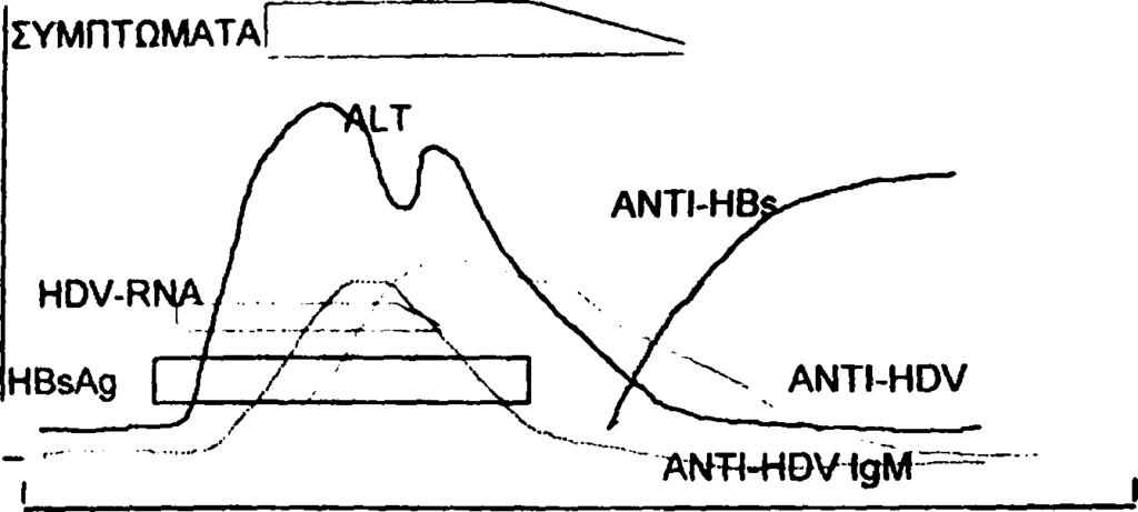Η είσοδος του ιού Δέλτα τροποποιεί το ρυθμό πολλαπλασιασμού του HBV, αρνητικοποιεί συνήθως το HBV-DNA και το HBeAg και πολύ σπάνια καταλήγει σε κάθαρση και του HBsAg, η οποία συνεπάγεται βέβαια και