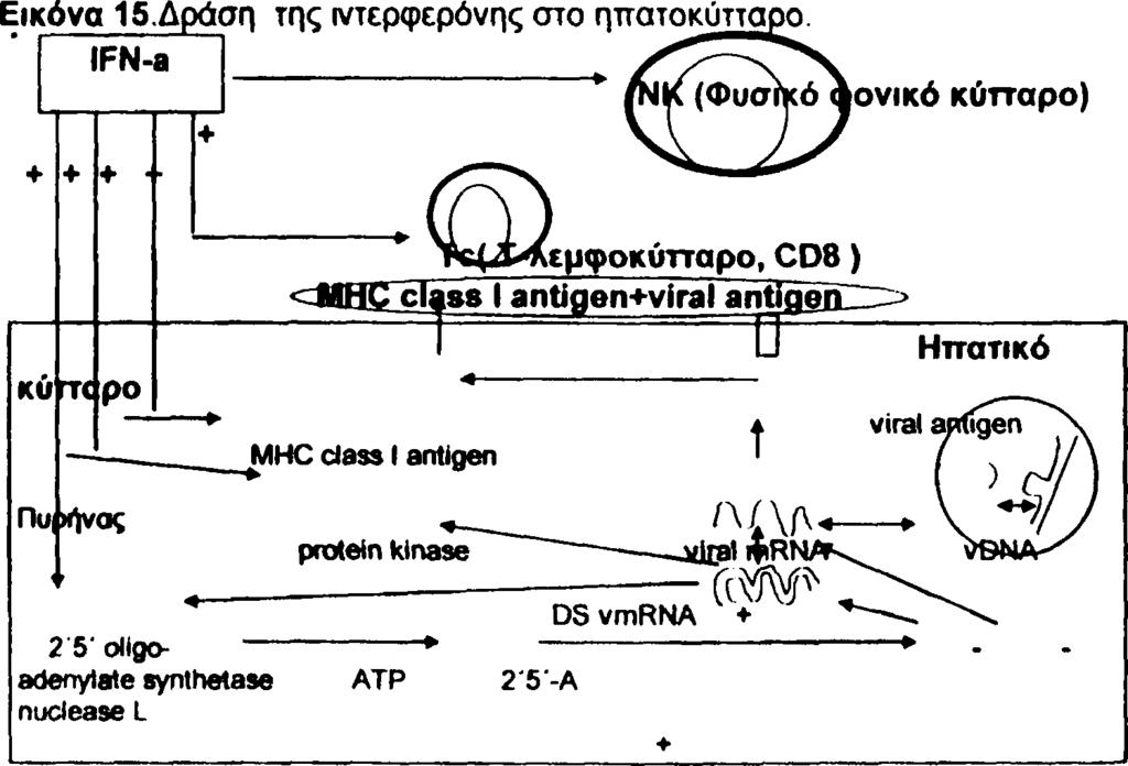 Όσον αφορά τον μηχανισμό δράσης η IFN-a αντιδρά με ειδικούς υποδοχείς της κυτταροττλασματικής μεμβράνης προκαλώντας την σύνθεση σειράς ενζύμων και πρωτεϊνών (ριβονουκλεάσες) από τις οι πιο γνωστές