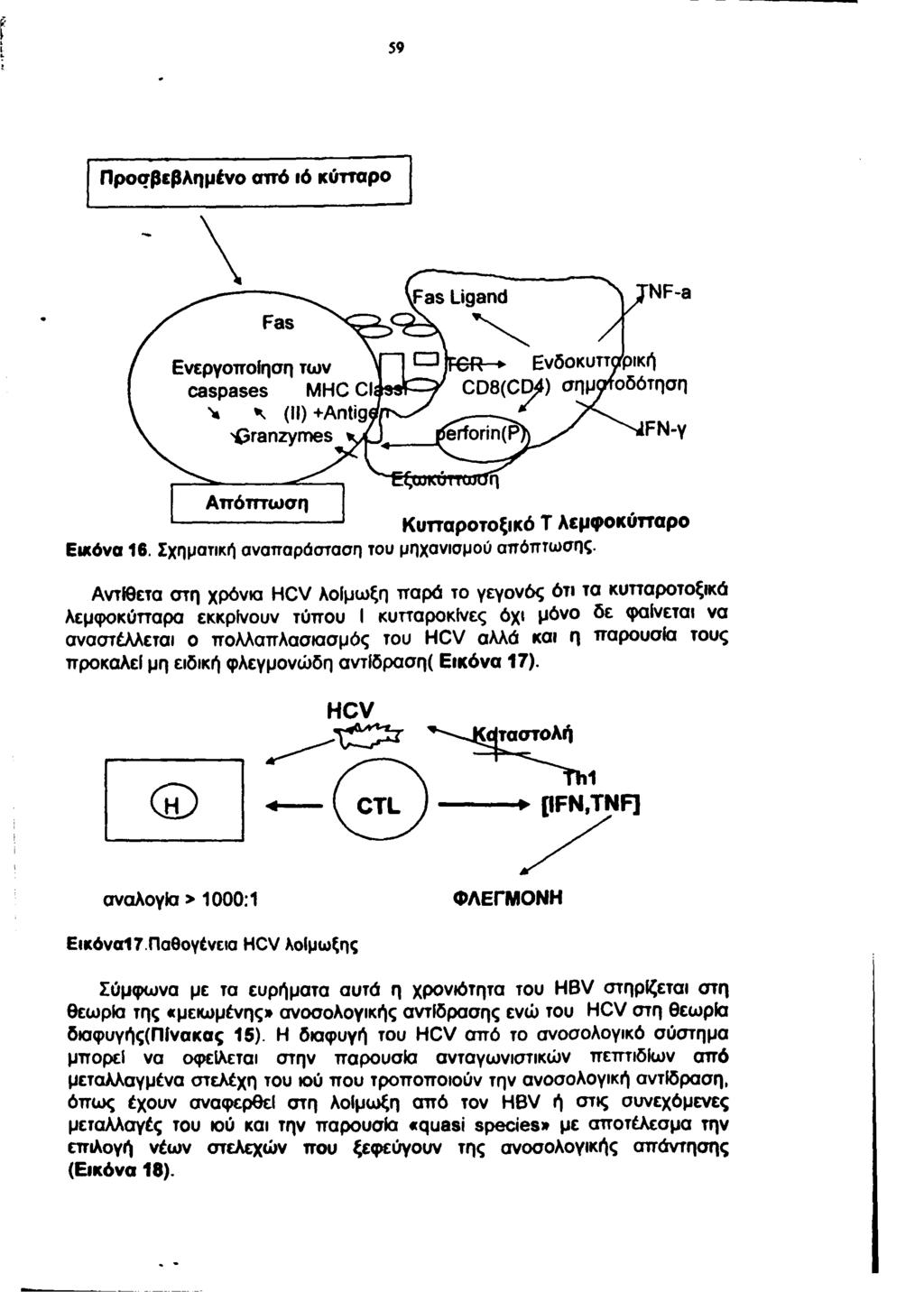 59 Προσβεβλημένο σττό ιό κύτταρο Α π ό π τω σ η Κυτταροτοξικό Τ λεμφ οκύτταρο Εικόνα 16. Σχηματική αναπαράσταση του μηχανισμού απόπτωσης.