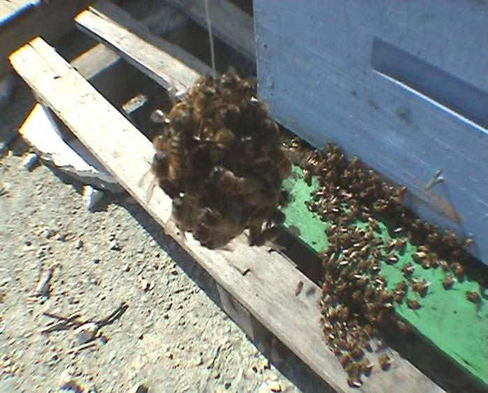 του αριθμού των μελισσών που αντιμετωπίζουν επιτιθέμενη σφήκα, οι οποίες πραγματοποιήθηκαν σε εικόνες