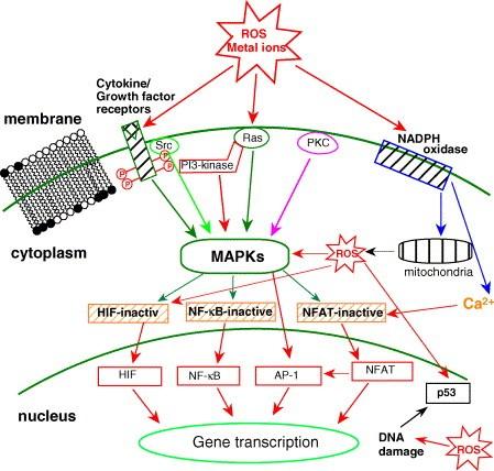Účinky RMO na proliferáciu buniek Modulácia génov súvisiacich s proliferáciou