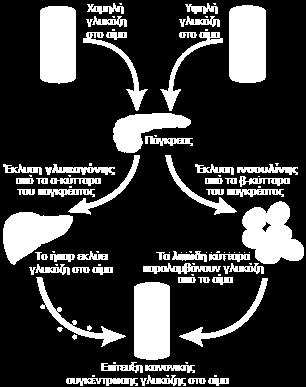 Ακολουθεί ένα αρκετά απλουστευμένο σχήμα που δείχνει τον κεντρικό ρόλο του παγκρέατος στη ρύθμιση της γλυκόζης: Η ινσουλίνη εκκρίνεται από τα β-κύτταρα που αποτελούν το 60-85% των κυττάρων των