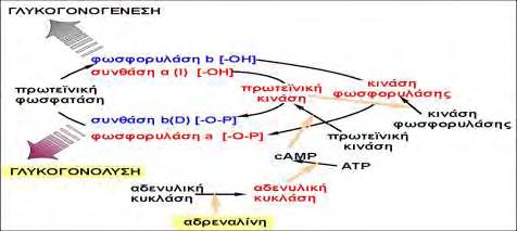 3.5. Φωσφορυλάση του γλυκογόνου Η GP είναι μια ομοδιμερή πρωτεΐνη, αποτελούμενη από δυο ταυτόσημες υπομονάδες μοριακού βάρους 97kD (842 αμινοξέα) και από το συνένζυμο PLP, παράγωγο της πυριδοξίνης