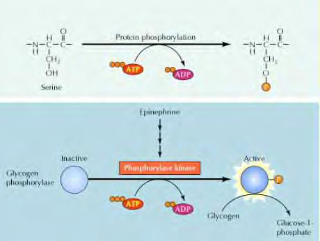 H δράση ορισμένων ενζύμων μπορεί να ρυθμιστεί με προσθήκη φωσφορικών ομάδων σε υδροξυλομάδες πλευρικών αλυσίδων αμινοξέων όπως η σερίνη, θρεονίνη και τυροσίνη.