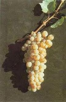 στα άνυδρα χωράφια, αμπέλια παράγουν μερικά από τα πιο ονομαστά κρασιά της Ελλάδας. Η αμπελοκαλλιέργεια στην περιοχή έχει ξεκινήσει την Εποχή του Xαλκού, τουλάχιστον πριν από το 1700 π.χ., ενώ δεν διεκόπη σχεδόν καθόλου μέχρι και τις μέρες μας.