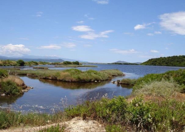 Τα υδρόφιλα φυτά ταξινομούνται σε τρεις υποκατηγορίες ως εξής: Βυθισμένα ριζόφυτα, δηλαδή φυτά που ριζώνουν στο ίζημα έχοντας τα βλαστικά τους μέρη εξ ολοκλήρου βυθισμένα.