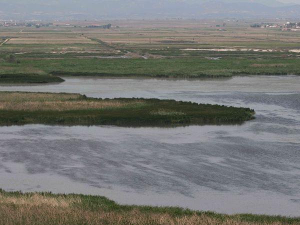 συμβάσεις Ramsar και Βέρνης. Στην περιοχή υπάρχουν σημαντικοί πληθυσμοί υδρόβιων πτηνών όπως ερωδιοί, χαλκόκοτες, νεροχελίδονα, γαλιάντρες κ.α. Μαζί με τα είδη που καταφθάνουν την εποχή της μετανάστευσης ξεπερνάνε τα 200.