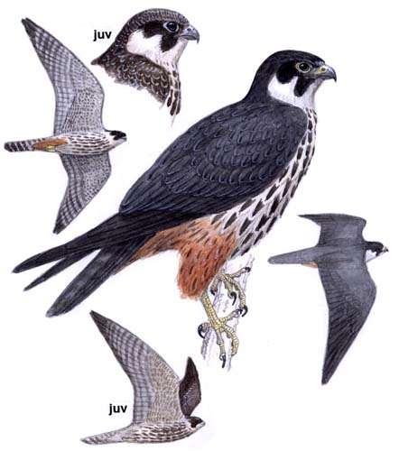 7. Δενδρογέρακας Falco subbuteo Ενδιαίτημα: αραιά δάση και ανοιχτές περιοχές.