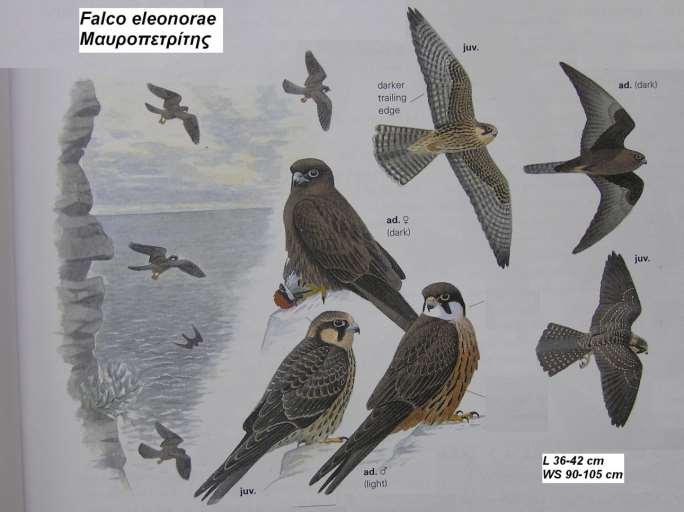 8. Μαυροπετρίτης Falco eleonorae Περιγραφή έχει την πιο μακριά ουρά από όλα τα γεράκια εμφανίζεται με δυο τύπους: ανοιχτό και σκούρο ο σκούρος με φτέρωμα καστανόμαυρο, κήρωμα και οφθαλμικό δακτύλιο